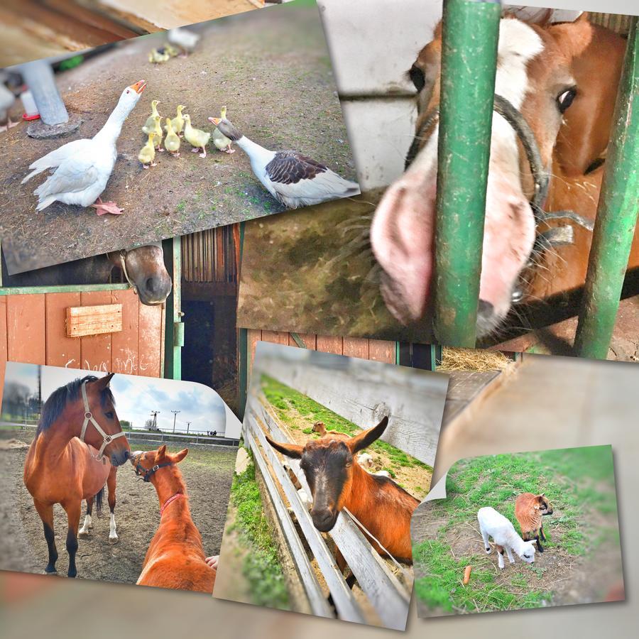 Penzion Pegas Depoltovice Nová Role Esterno foto